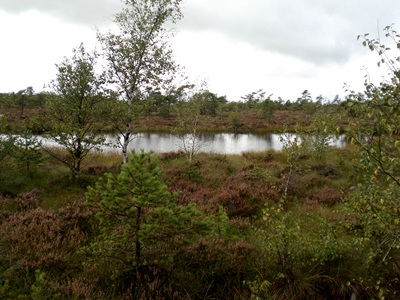 Schwarzes Moor in der Rhn