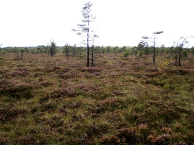 Moorlandschaft Schwarzes Moor in der Rhn