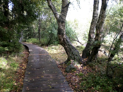 Bohlensteg Schwarzes Moor in der Rhn