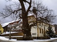Dorflinde Haselbach im Winter