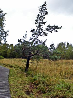 Moorlandchaft im Schwarzen Moor