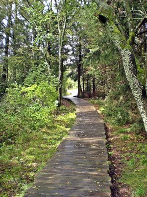 Wanderweg durch das Schwarze Moor in der Rhn